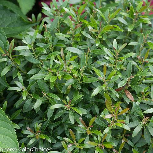 Ilex glabra 'SMNIGAB17'  - Gem Box® Inkberry Holly - Shipped
