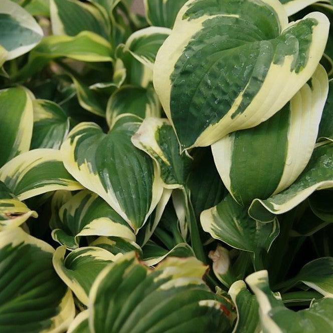 Hosta x 'Wide Brim'  - Wide Brim Hosta - Shipped