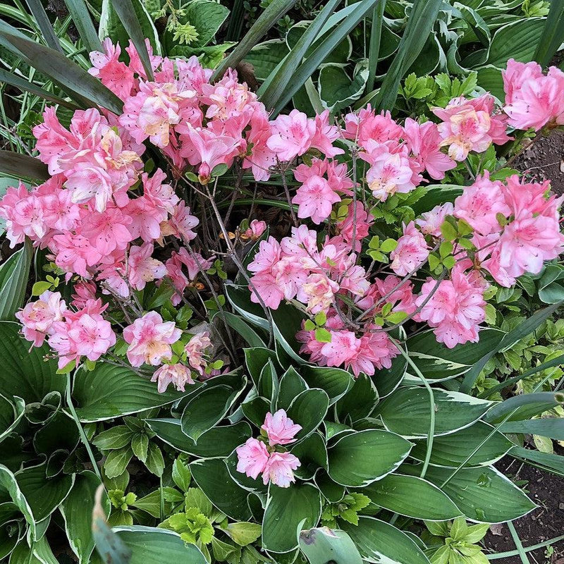 Blaauw's Pink Azalea - Shipped