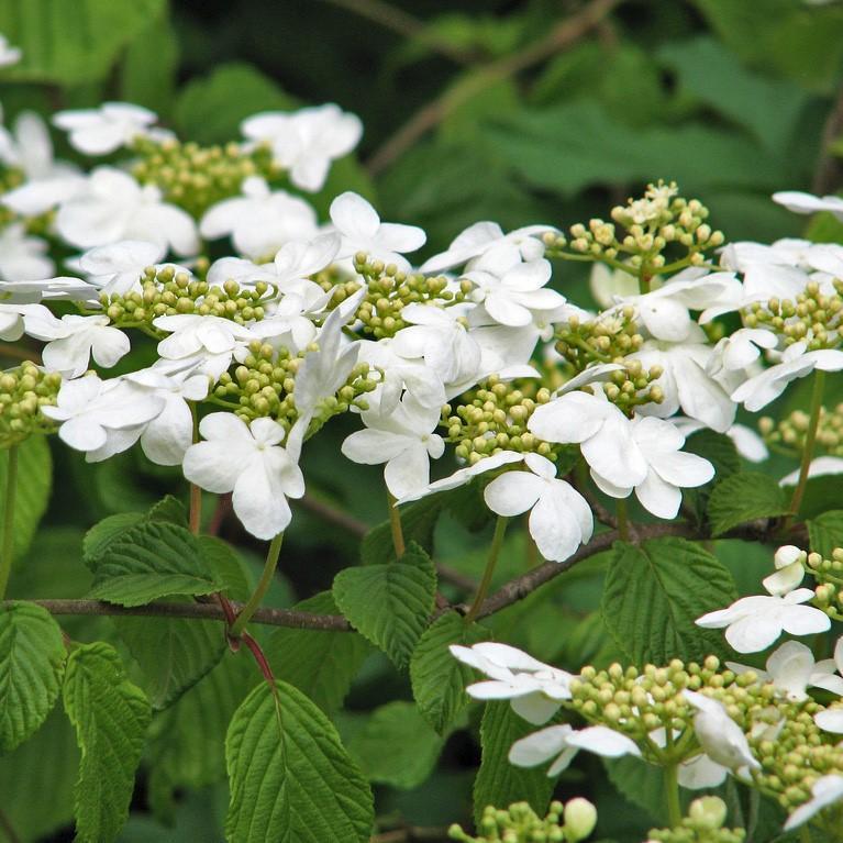 Shasta Viburnum, Doublefile Viburnum - Shipped