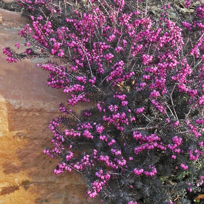 Erica x darleyensis 'Kramers Rote' - ica x darleyensis 'Kramers Rote'~ Kramer's Rote Heath - Shipped
