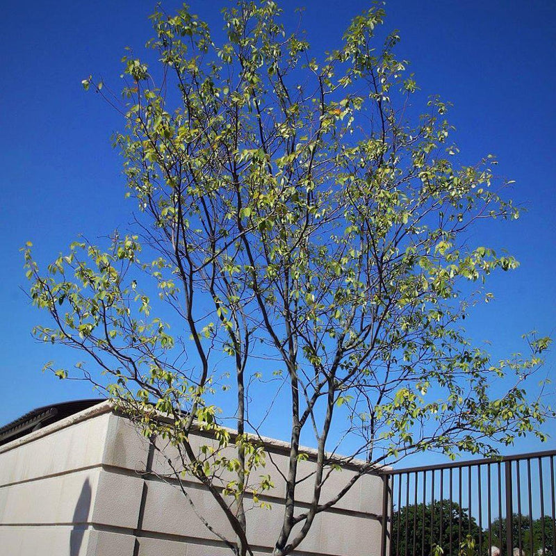 Autumn Brilliance Apple Serviceberry - Shipped
