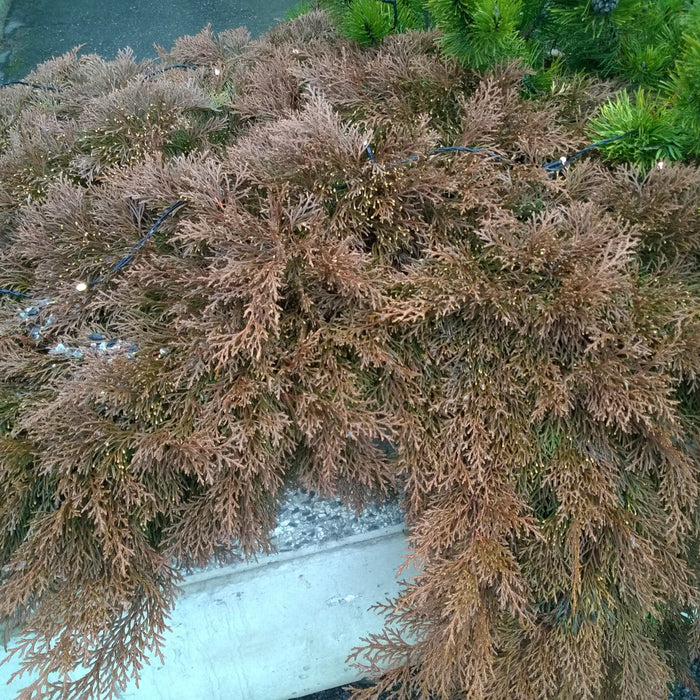 Siberian Cypress, Siberian Carpet Cypress - Shipped