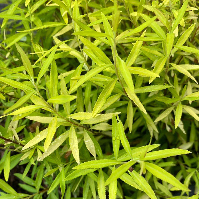 Spiraea thunbergii 'Ogon'  - Gold Thread™ Spirea, Mellow Yellow Spiraea - Shipped