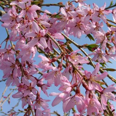 WEEPING CHERRY (PRUNUS X) 'PINK SNOW SHOWERS' - In Store Pickup