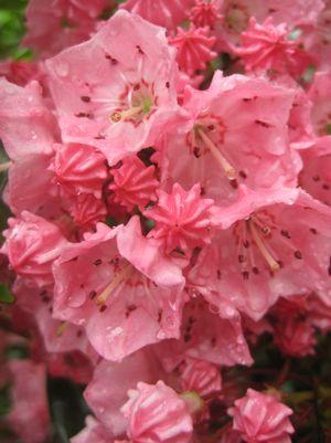 MOUNTAIN LAUREL (KALMIA LATIFOLIA) `PINK CHARM` - In Store Pickup
