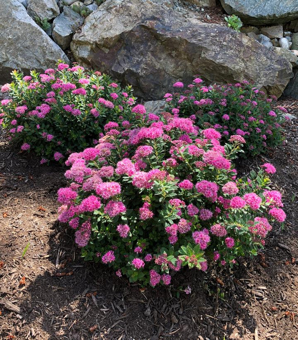 SPIRAEA JAPONICA POPROCKS® PETITE- In Store Pickup