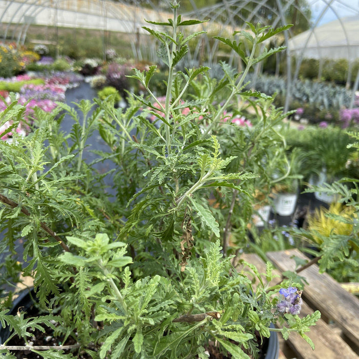 Perovskia atriplicifolia ‘Denim ‘N Lace’  - Denim 'N Lace Russian Sage - Shipped