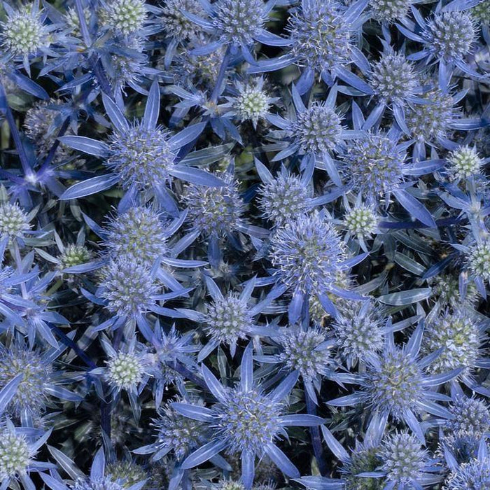 Eryngium planum 'Blue Glitter'  - Blue Glitter Sea Holly - Shipped