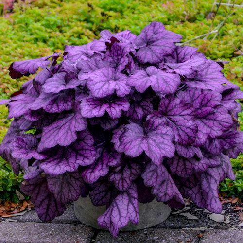 Primo® Wild Rose Heuchera - Shipped