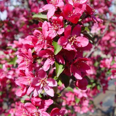 CRABAPPLE (MALUS x) 'PRAIRIEFIRE - In Store Pickup