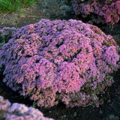 SEDUM ROCK 'N ROUND `PRIDE AND JOY` - STONECROP - In Store Pickup