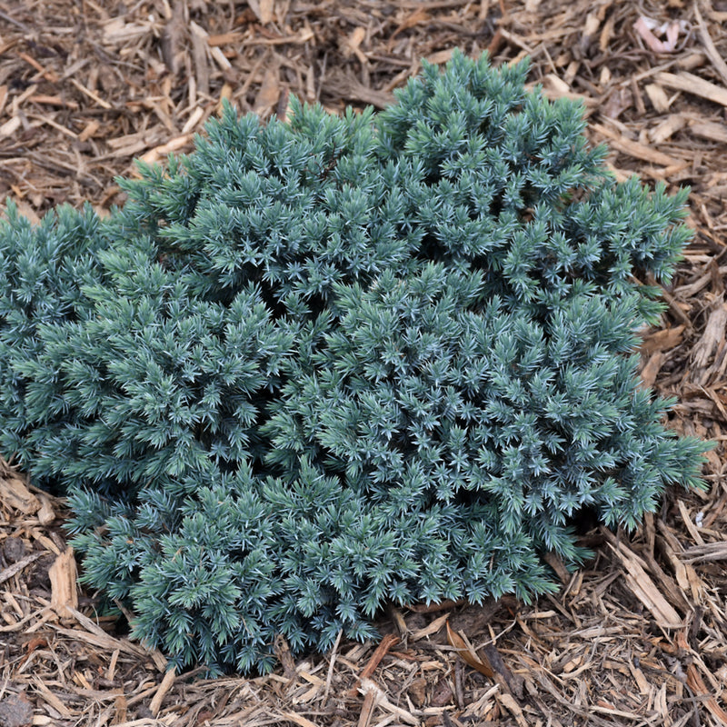 Juniperus squamata 'Blue Star' - Shipped