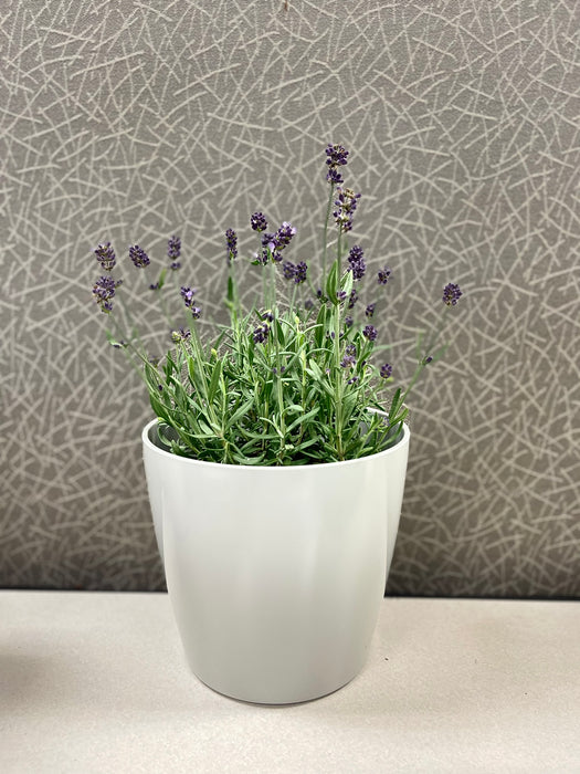 7" Gray Round Self-Watering Bamboo Pot