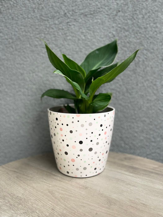 7" Dots Round Self-Watering Bamboo Pot