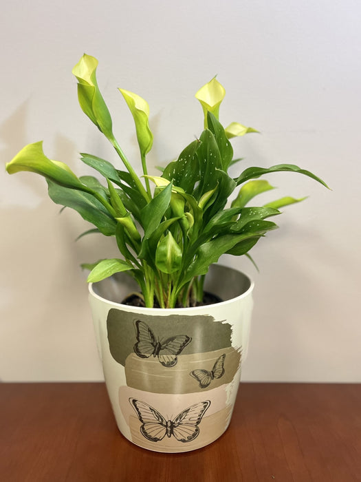 7" Butterfly Round Self-Watering Bamboo Pot