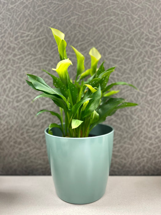 7" Sage Green Round Self-Watering Bamboo Pot