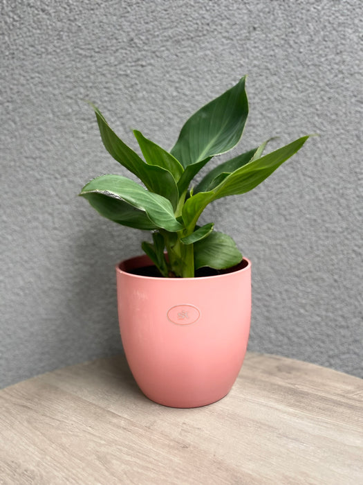 6.3" Matte Grenadine Ceramic Basel Fashion Pot