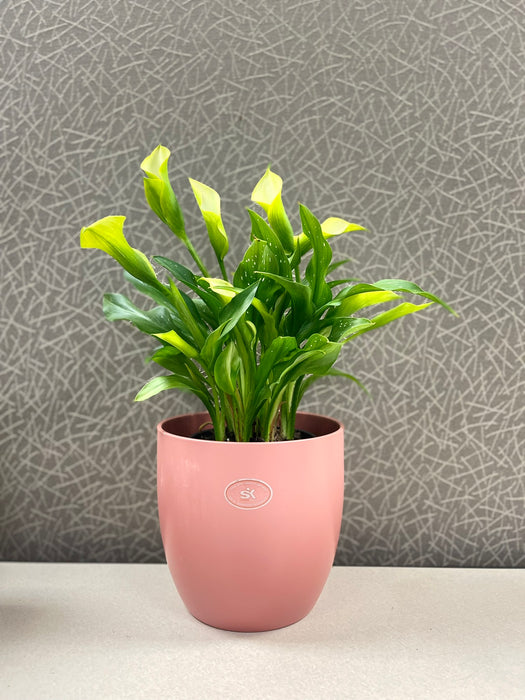 6.3" Matte Grenadine Ceramic Basel Fashion Pot