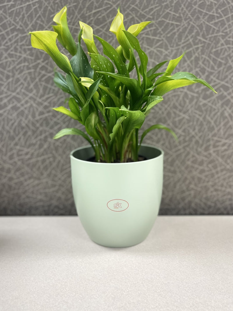 6.3" Matte Linden Green Ceramic Basel Fashion Pot