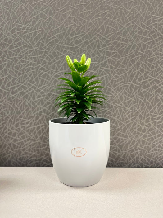 6.3" Shiny Light Gray Ceramic Basel Elegance Pot