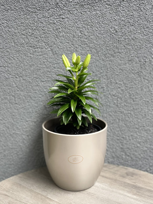 6.3" Gray Beige Metallic Ceramic Basel Elegance Pot