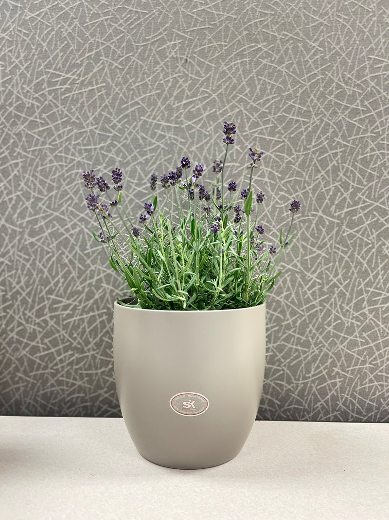 6.3" Matte Light Gray Ceramic Basel Fashion Pot