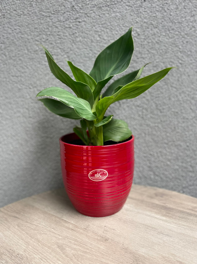 6.3" Red Ceramic Bergamo Pot