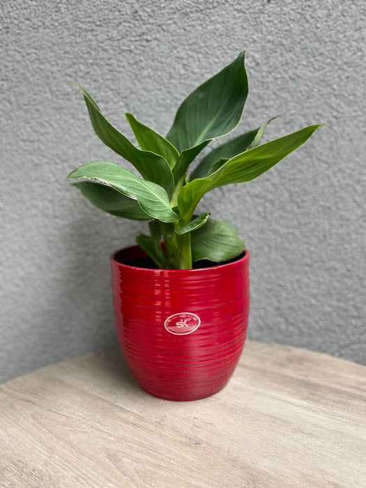 6.3" Red Ceramic Bergamo Pot