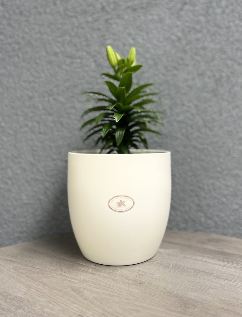 6.3" Matte Cream Ceramic Basel Fashion Pot