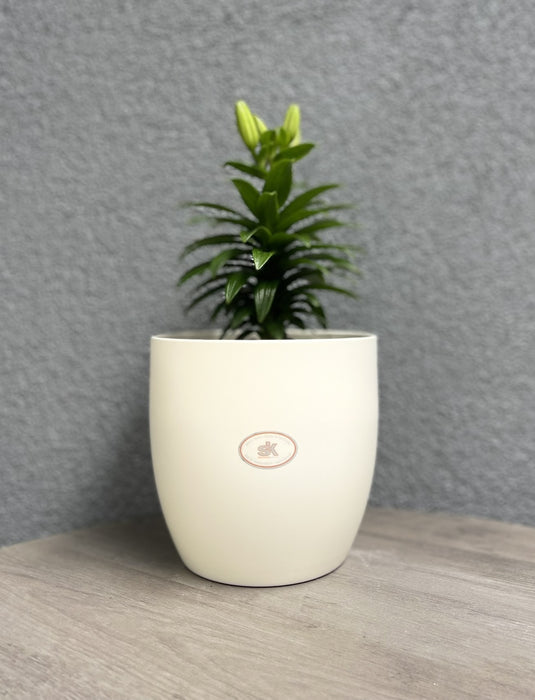 6.3" Matte Cream Ceramic Basel Fashion Pot