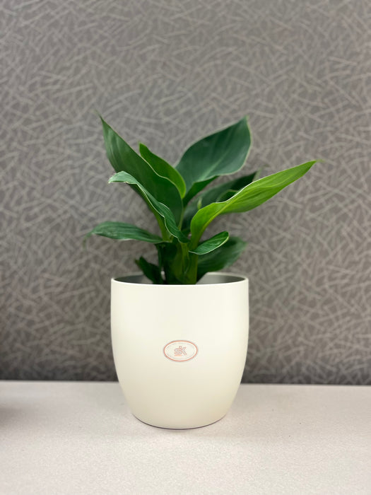 6.3" Matte Cream Ceramic Basel Fashion Pot
