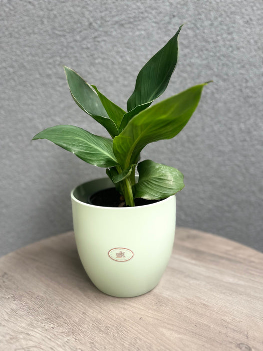 6.3" Matte Linden Green Ceramic Basel Fashion Pot