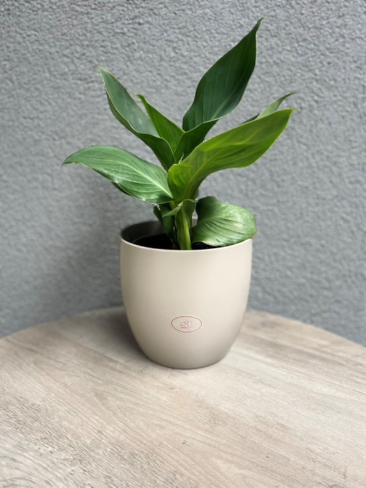 6.3" Matte Light Gray Ceramic Basel Fashion Pot