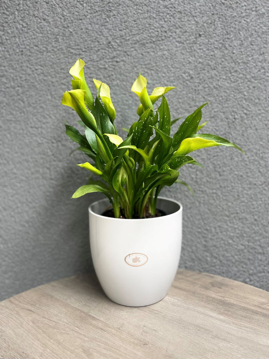 6.3" Shiny Light Gray Ceramic Basel Elegance Pot