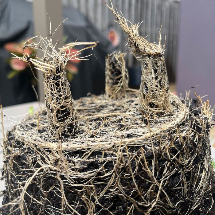 5" Black Round Self-Watering Bamboo Pot