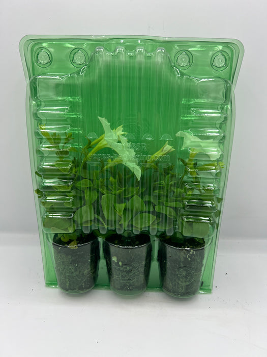 Firefly Petunia 45mm 3pk