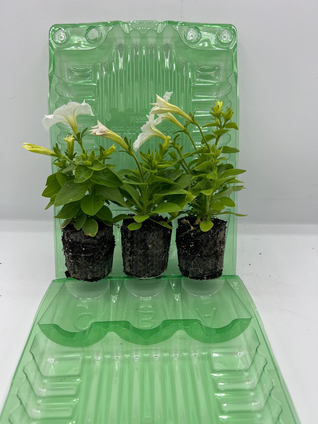 Glow in the Dark Petunia