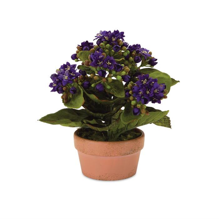 Kalanchoe w/Pot (Set of 4) 7"H Polyester