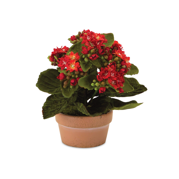 Kalanchoe w/Pot (Set of 4) 7"H Polyester