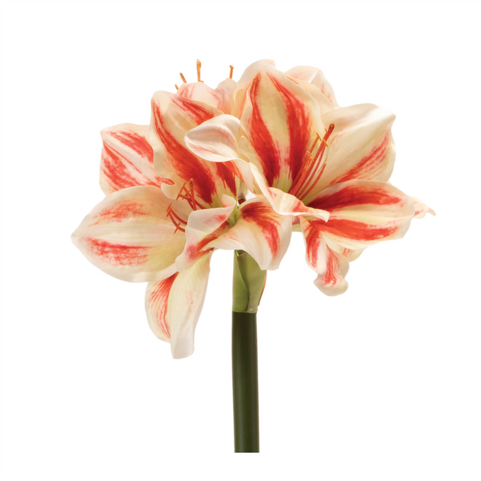 Amaryllis (Set of 6) 17.5”H Polyester