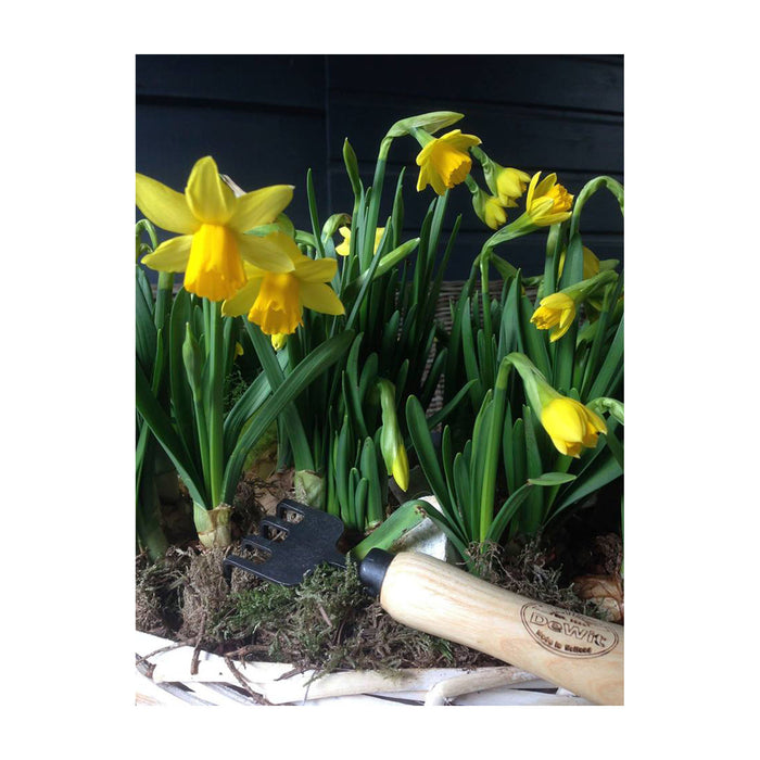 DeWit Bonsai Tool Kit in Wooden Box