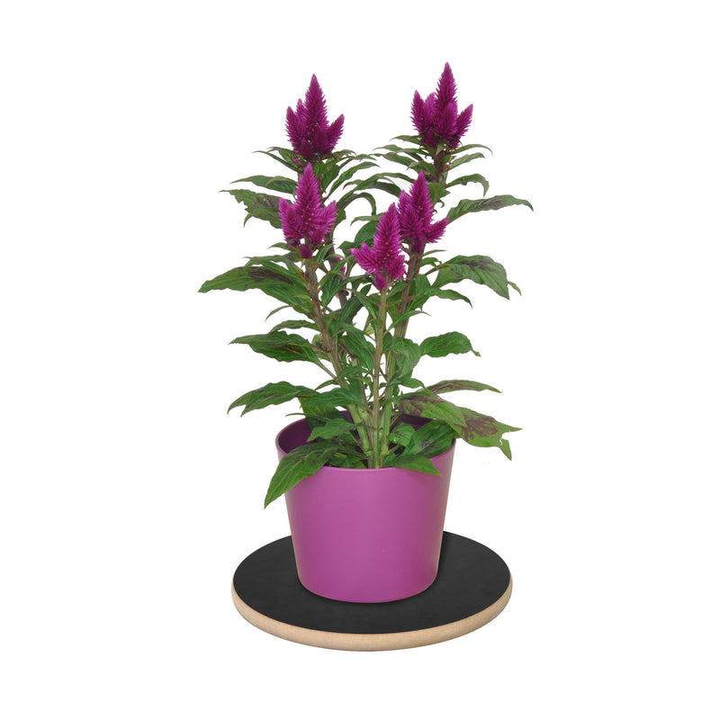 11.4" Black Round Rollo Decor Plant Caddy