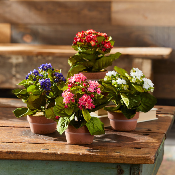 Kalanchoe w/Pot (Set of 4) 7"H Polyester