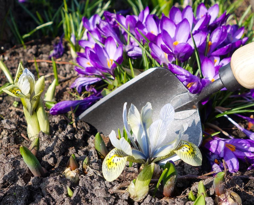 DeWit Tool Gift Set - Starter Intro to Gardening