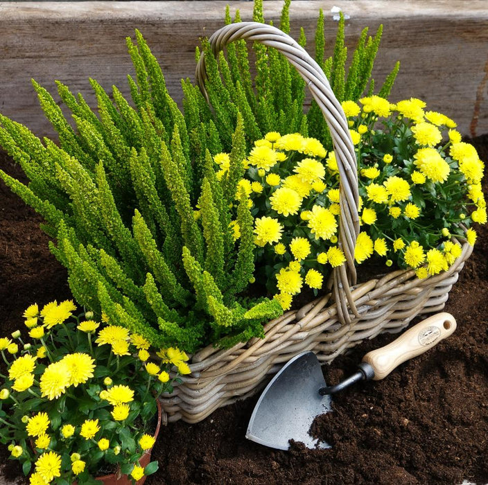 DeWit Tool Gift Set  -  Repotting/Transplanting