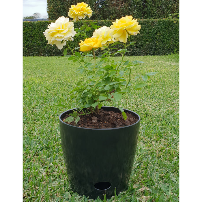 7" Black Round Self-Watering Bamboo Pot