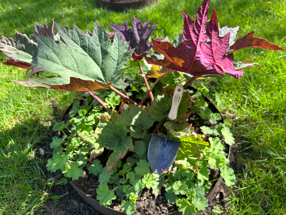 DeWit Shovel - Mini American Welldone