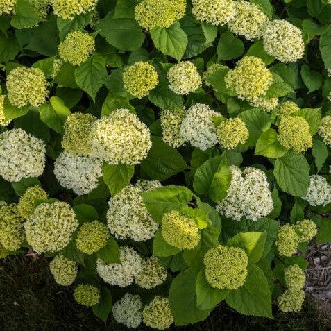 Hydrangea arborescens 'BAlful'  - First Editions® FlowerFull™ Smooth Hydrangea - Shipped