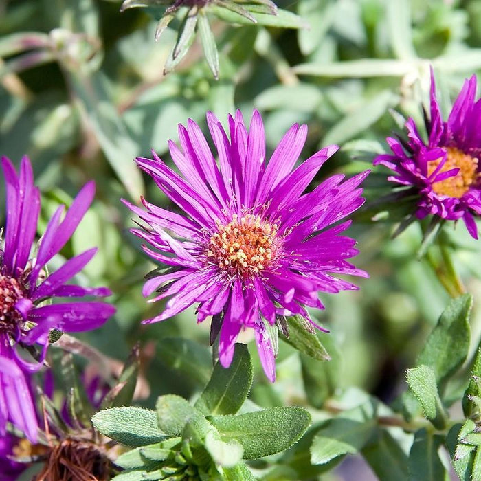 Aster nov-ang. 'Purple Dome'  - Purple Dome New England Aster - Shipped